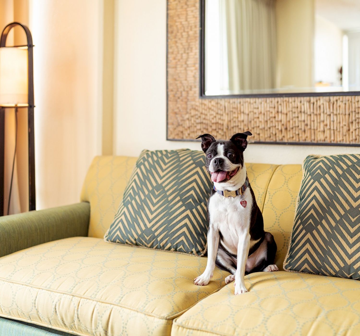 A dog is sitting on a yellow and green couch with patterned cushions, in front of a large wall mirror and next to a standing lamp.