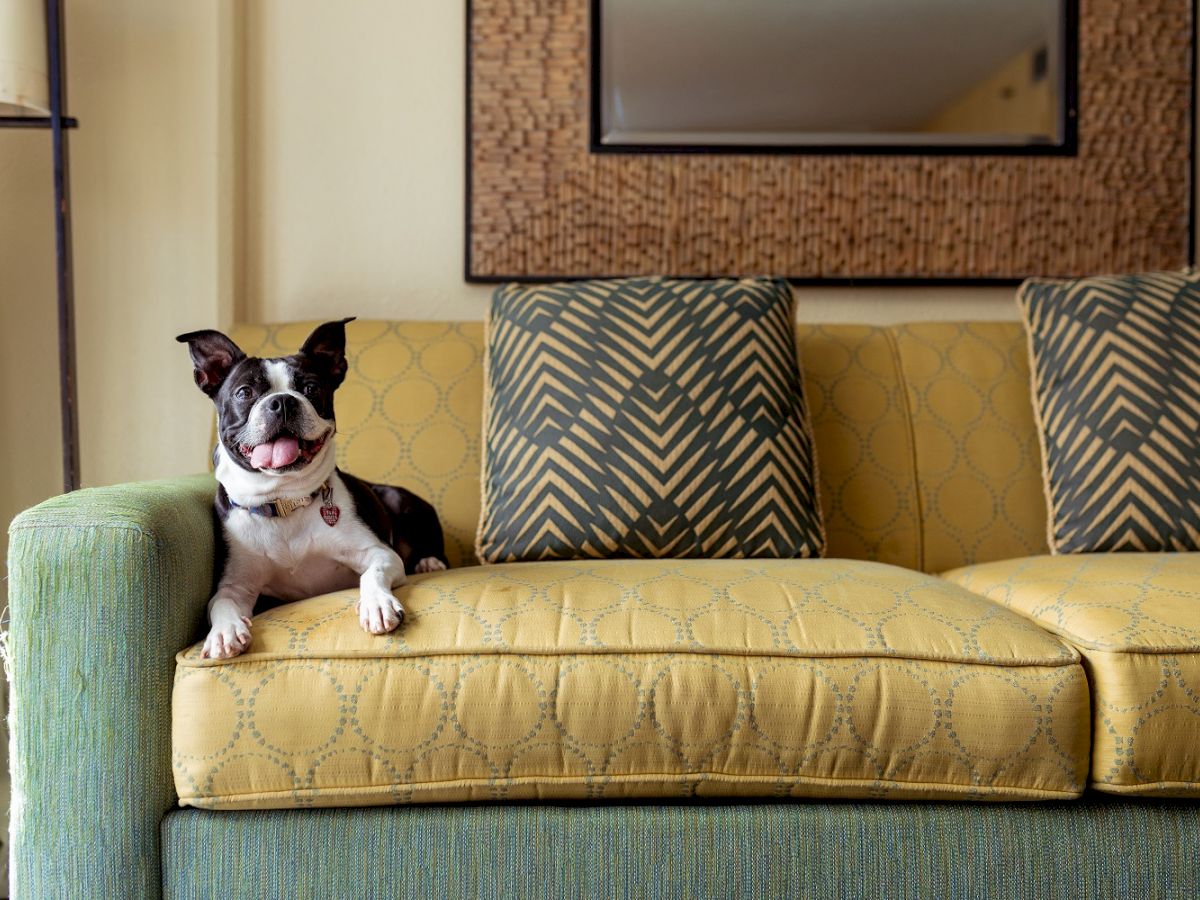 A small black and white dog is sitting on a yellow-green couch with patterned pillows; there's a mirror on the wall behind the couch.