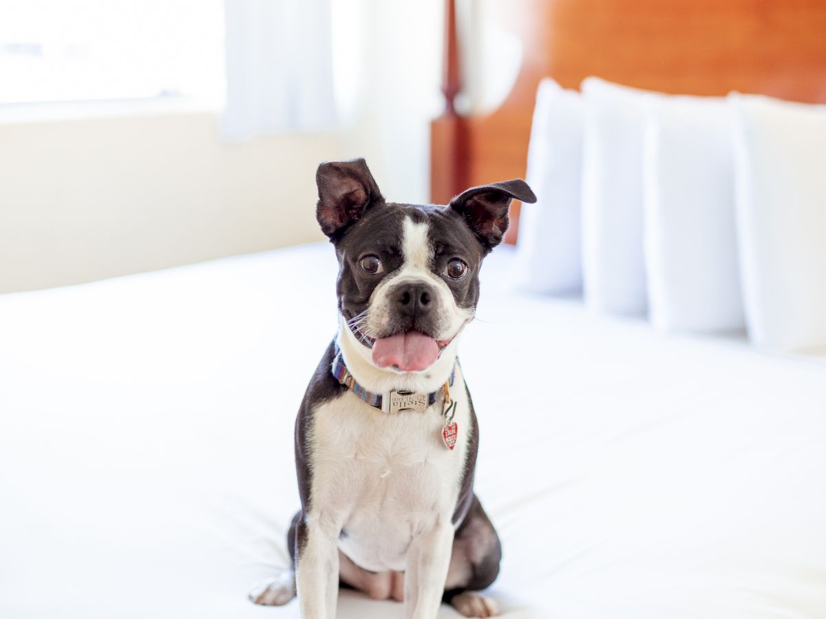 A black and white dog sits on a neatly made bed with pillows and a wooden headboard in a brightly lit room.